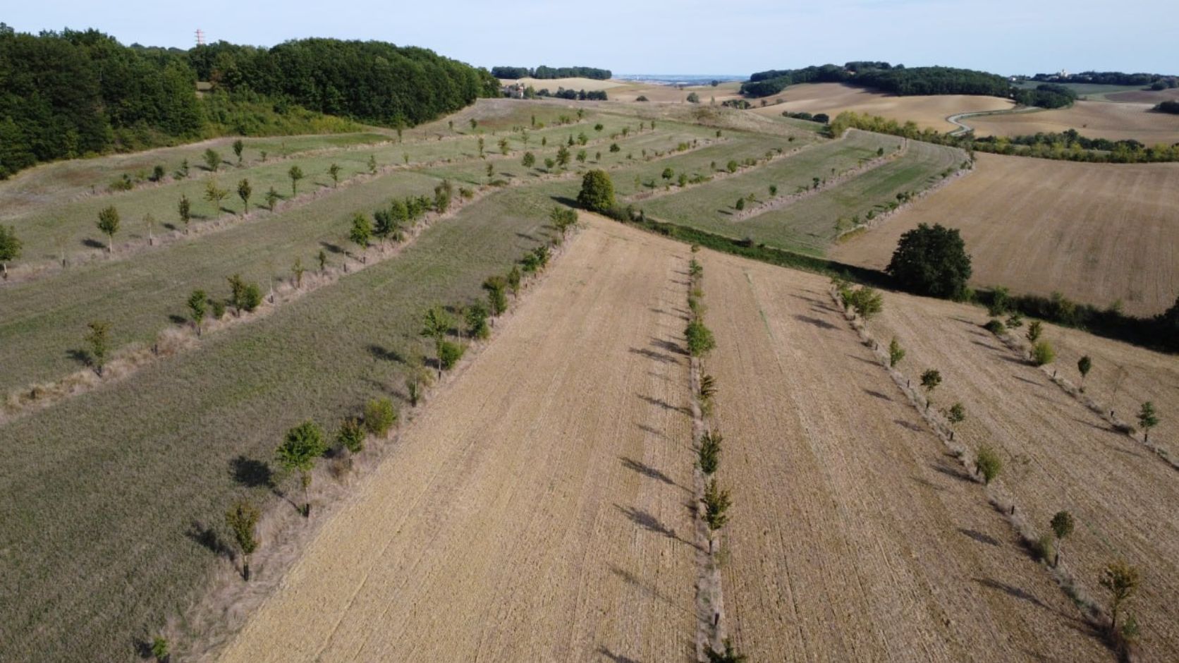 Paysage champ agroforestier