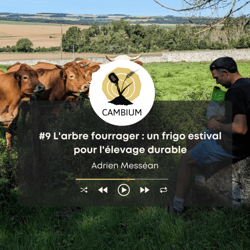 Adrien Messéan et son troupeau de vaches allaitantes limousines