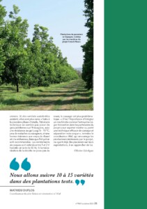 French pecan dans l'arboriculture - page 2