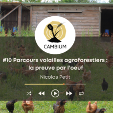 Vignette épisode 10 cambium sur les parcours volailles agroforestiers avec Nicolas Petit