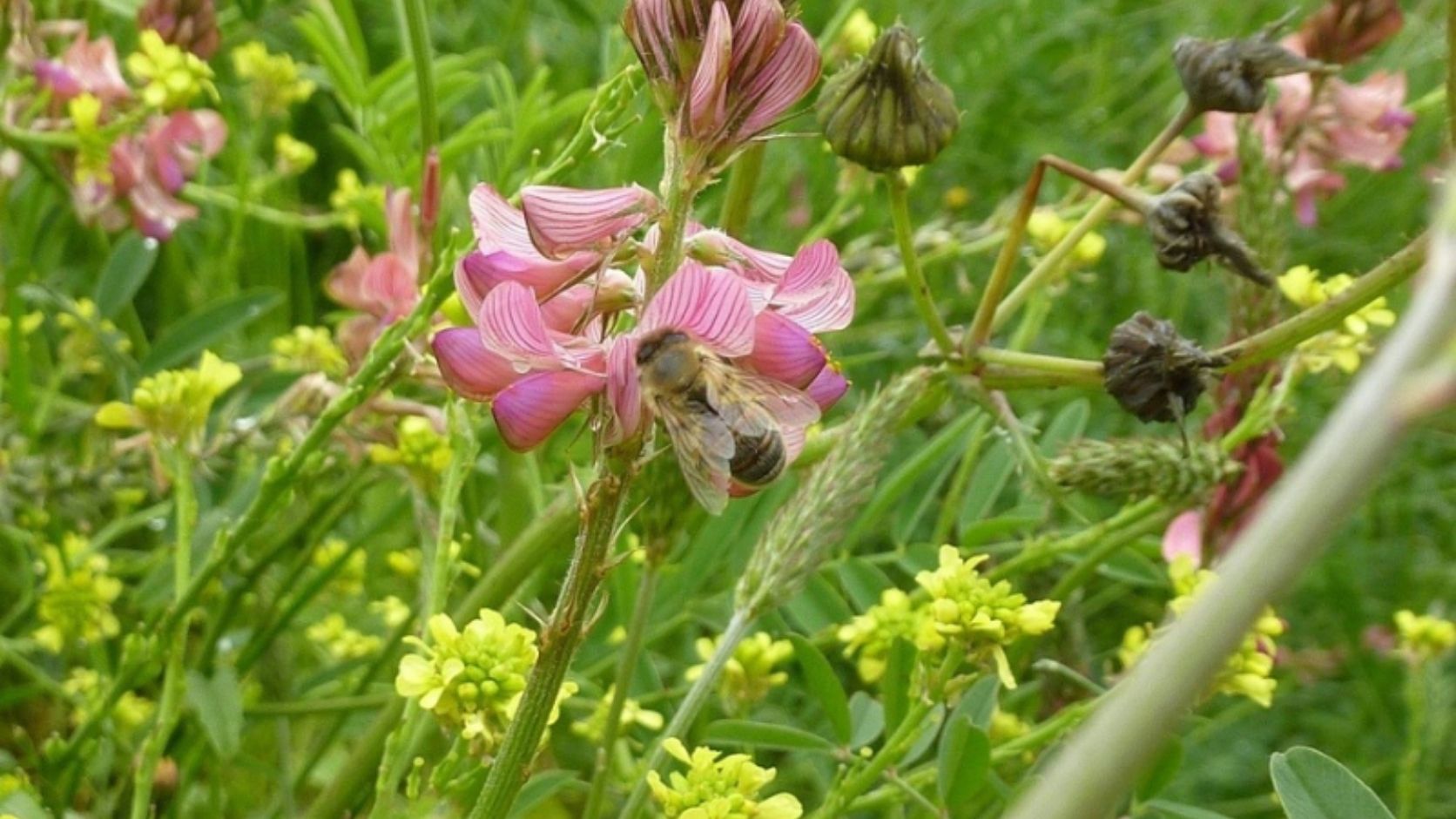 abeille qui butine une fleur