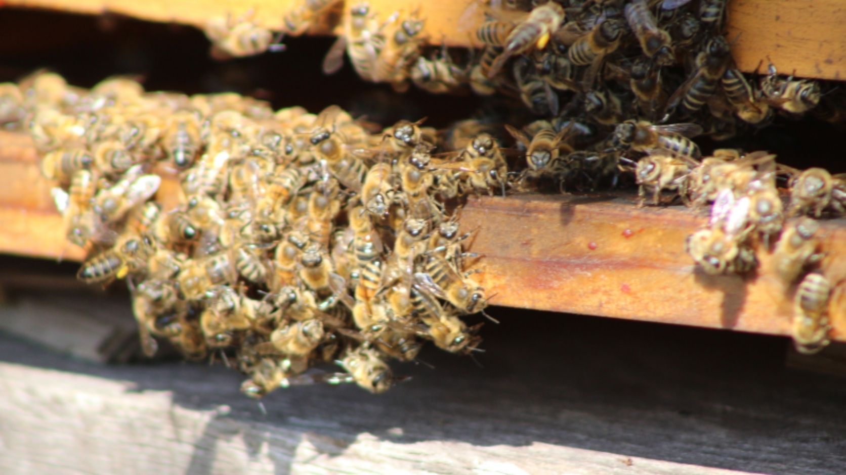 abeilles dans une ruches