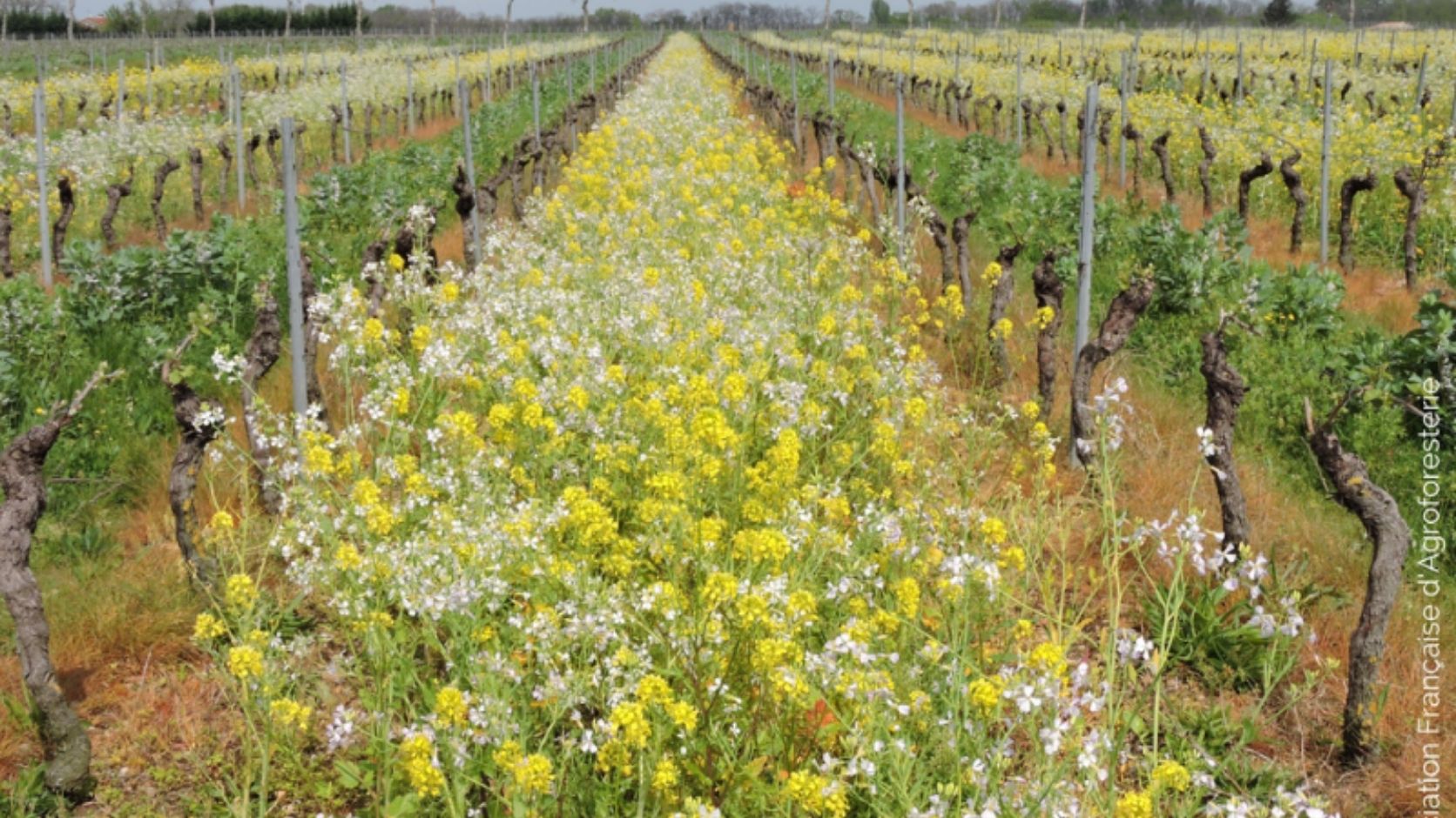 couverts végtaux entre les vignes