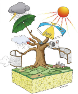 Schéma d’un arbre avec ses multiples intérêts microclimatiques