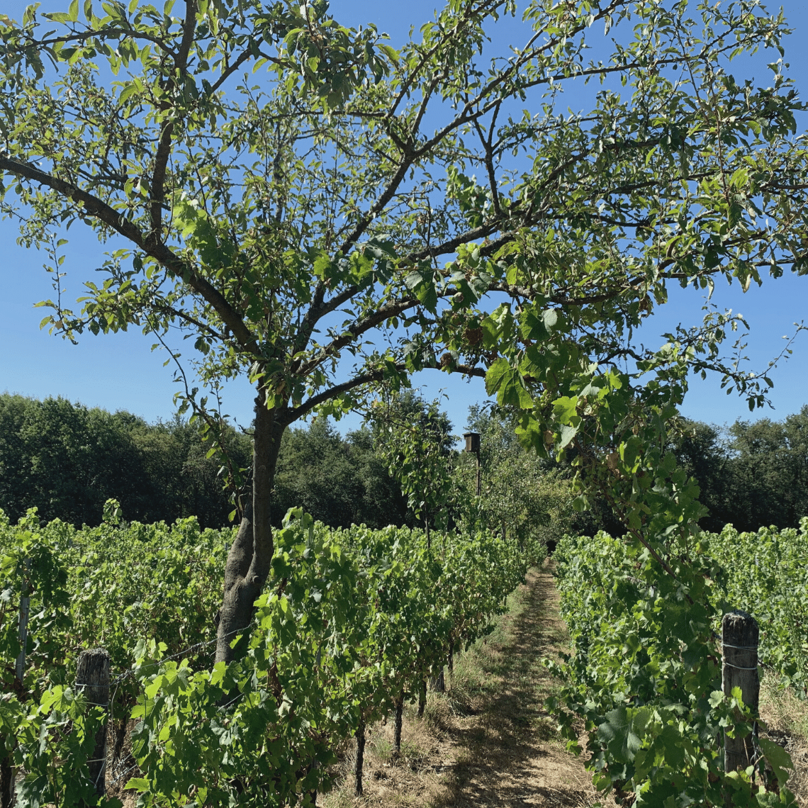 Agroforesterie au sein du domaine viticole Emile Grelier