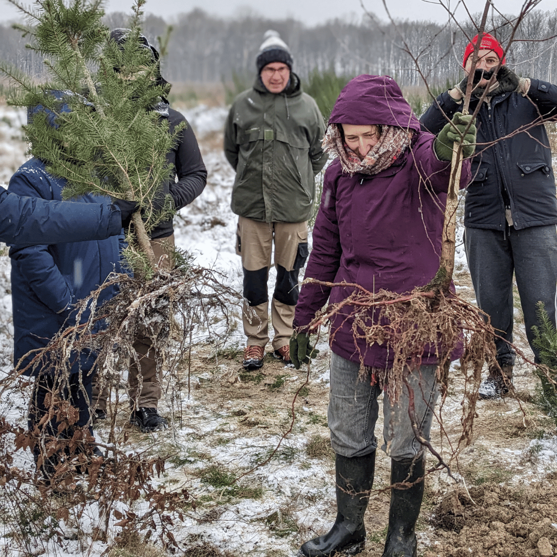 Déracinement d'arbres par les élèves de l'Ecole Française d'Agroforesterie.
