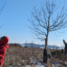 Façonnage d'arbres de haut-jet lors de la semaine 4 de l'EFA dans l'Orne.