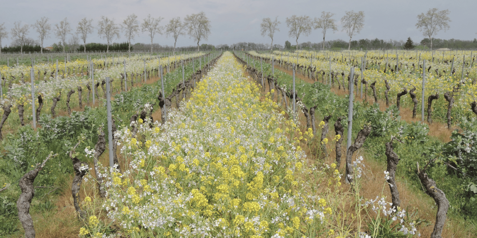 Vignes et couverts végétaux en fleurs