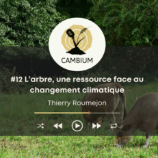Vignette épisode 12 Cambium avec Thierry Roumejon