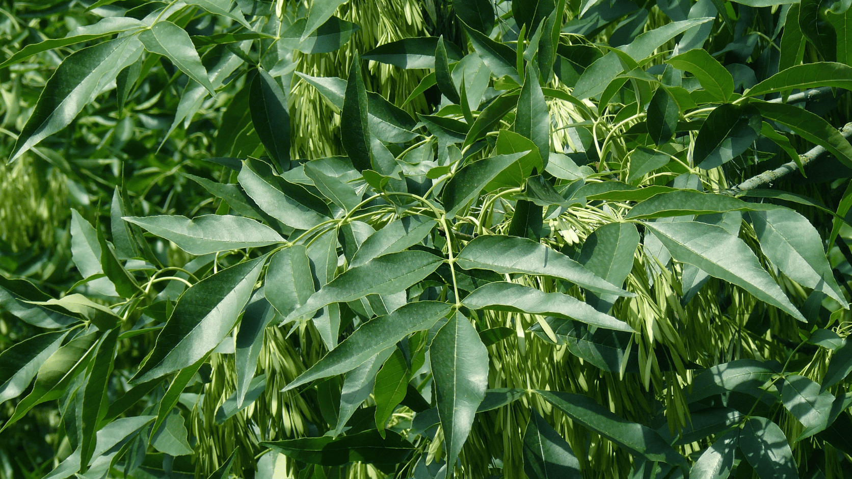 Feuilles de frêne