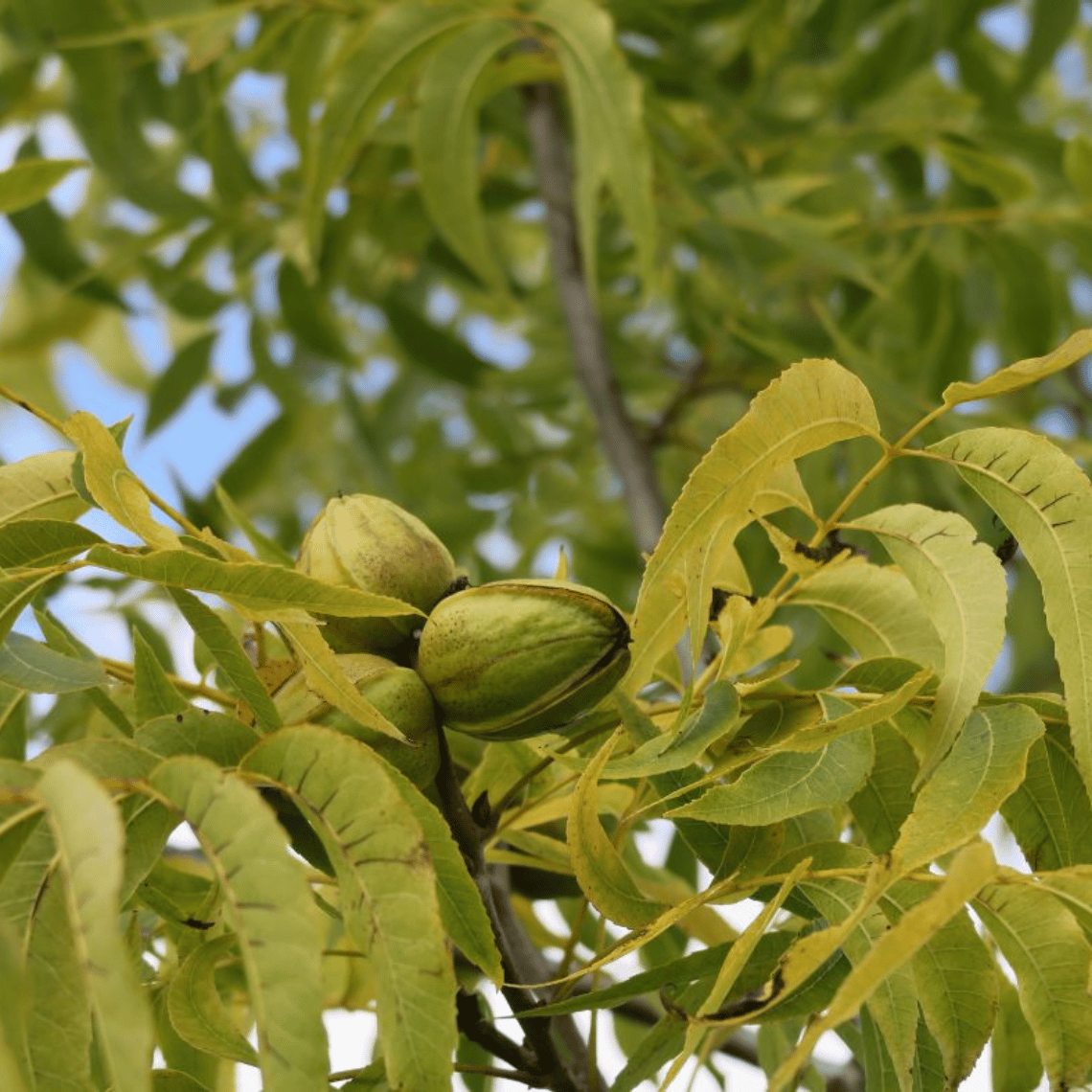 Noix de pécan sur un pacanier.