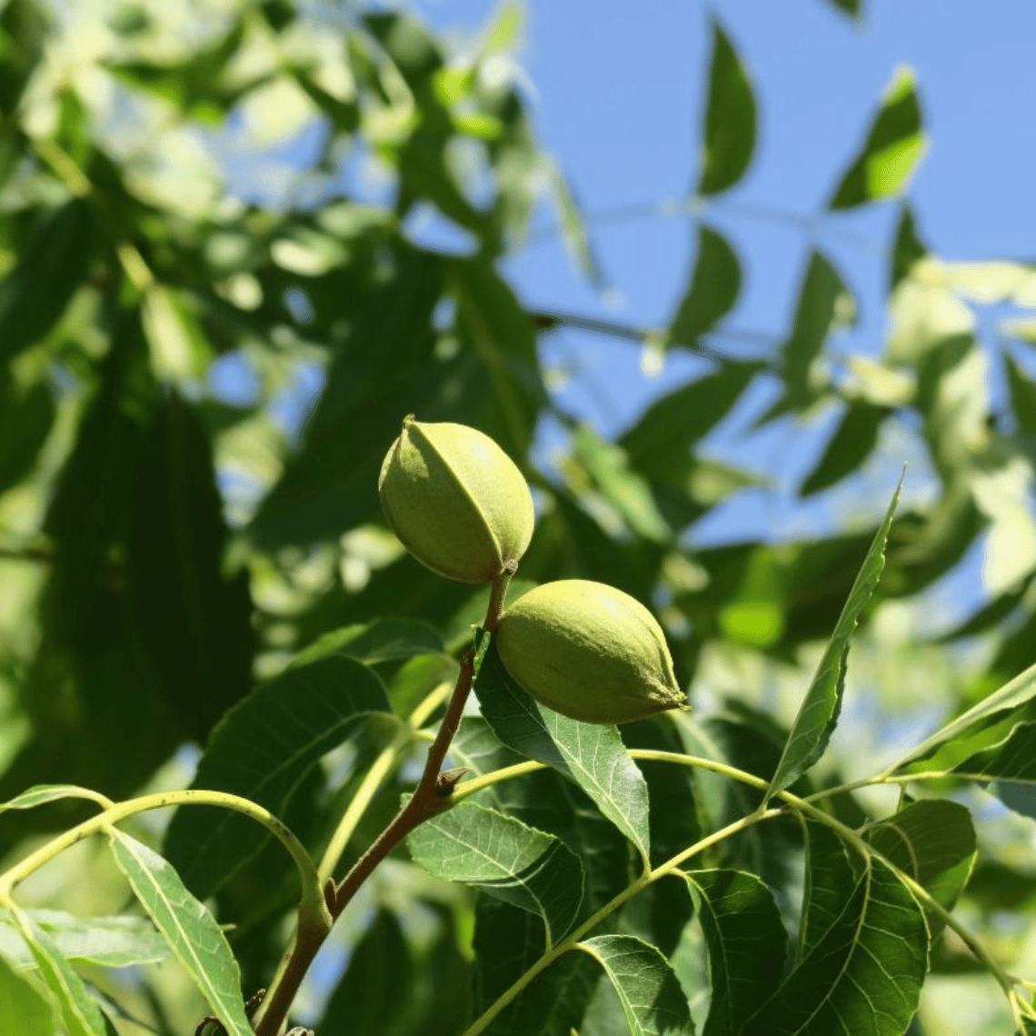 Noix de pécan sur un pacanier.