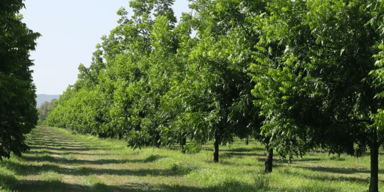 Une allée de pacaniers