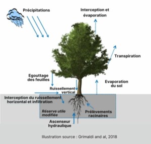 cycle de l'eau en agroforesterie