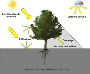 lumière et ombrage en agroforesterie