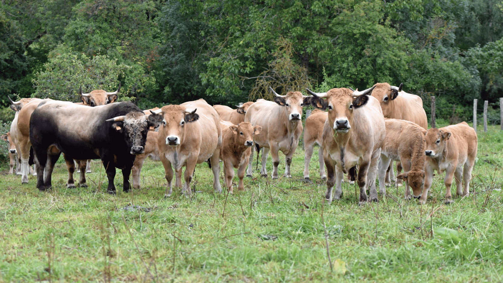 Troupeau de vaches aubrac