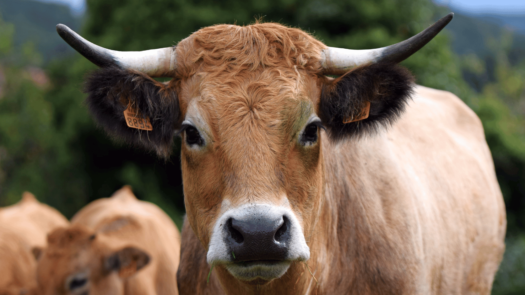 Vache aubrac