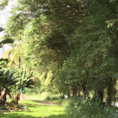 Agroforesterie en martinique - vue d'une haie