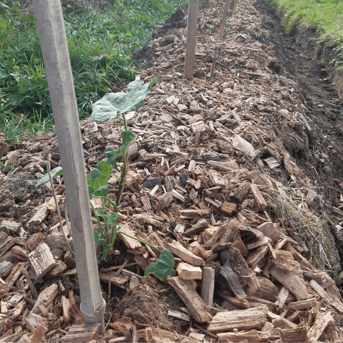 Un plant de la haie plantée chez Marie-Claire Gotti.