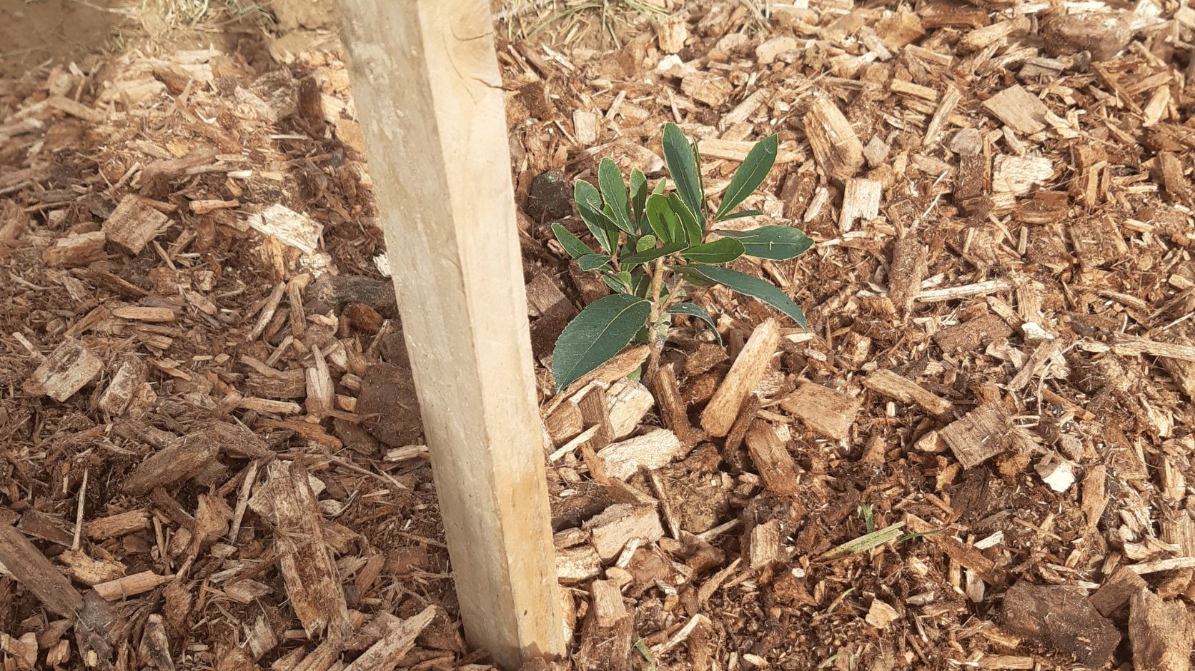 Plant fraîchement planté dans le Gers.