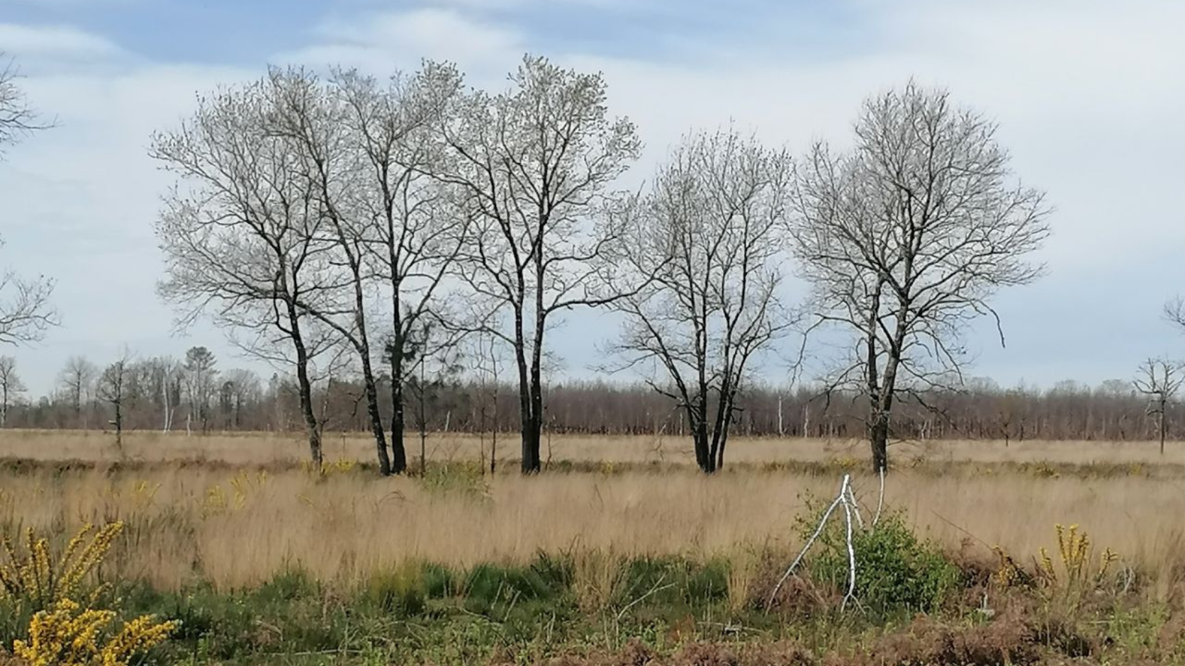 Lisière de forêt