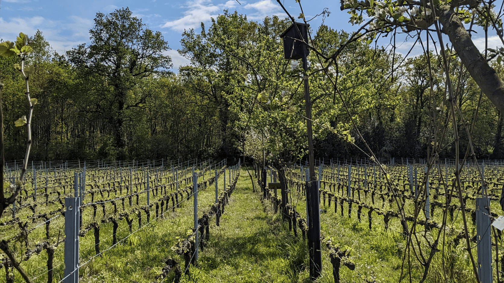 Vignes Domaine Emile Grelier