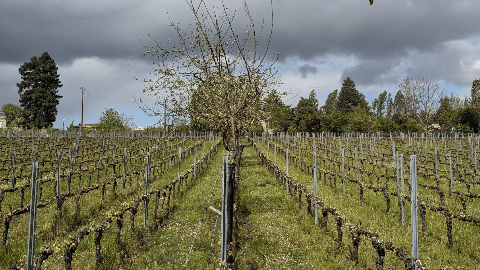 Vignes Domaine Emile Grelier