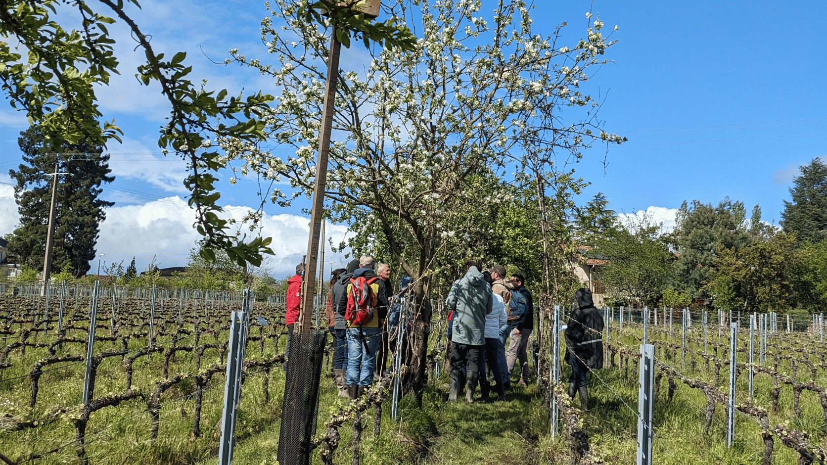 Groupe stagiaire EFA dans les vignes