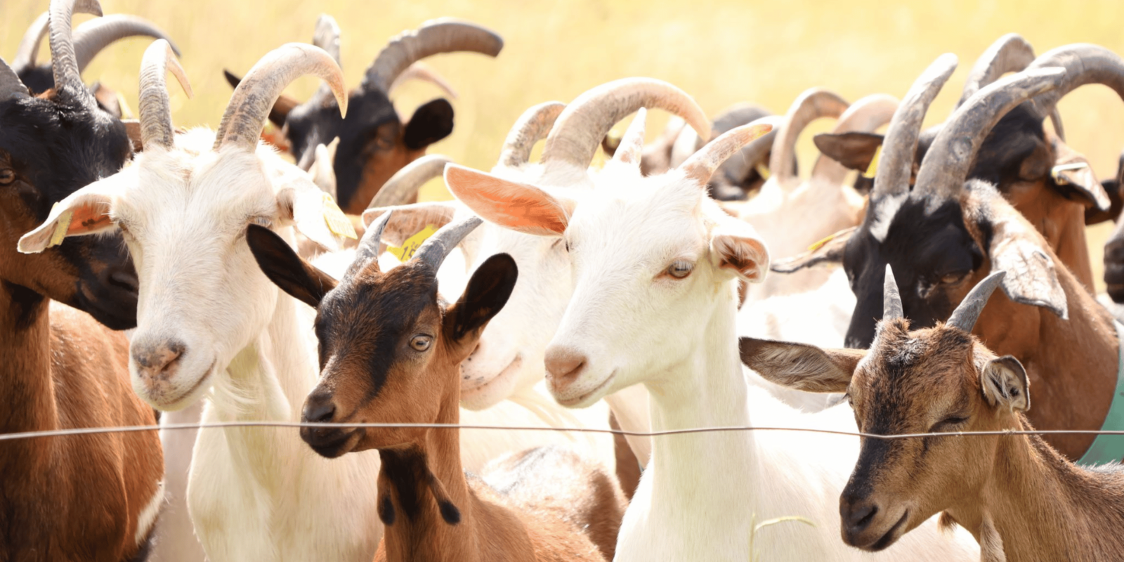 Sylvopastoralisme caprin