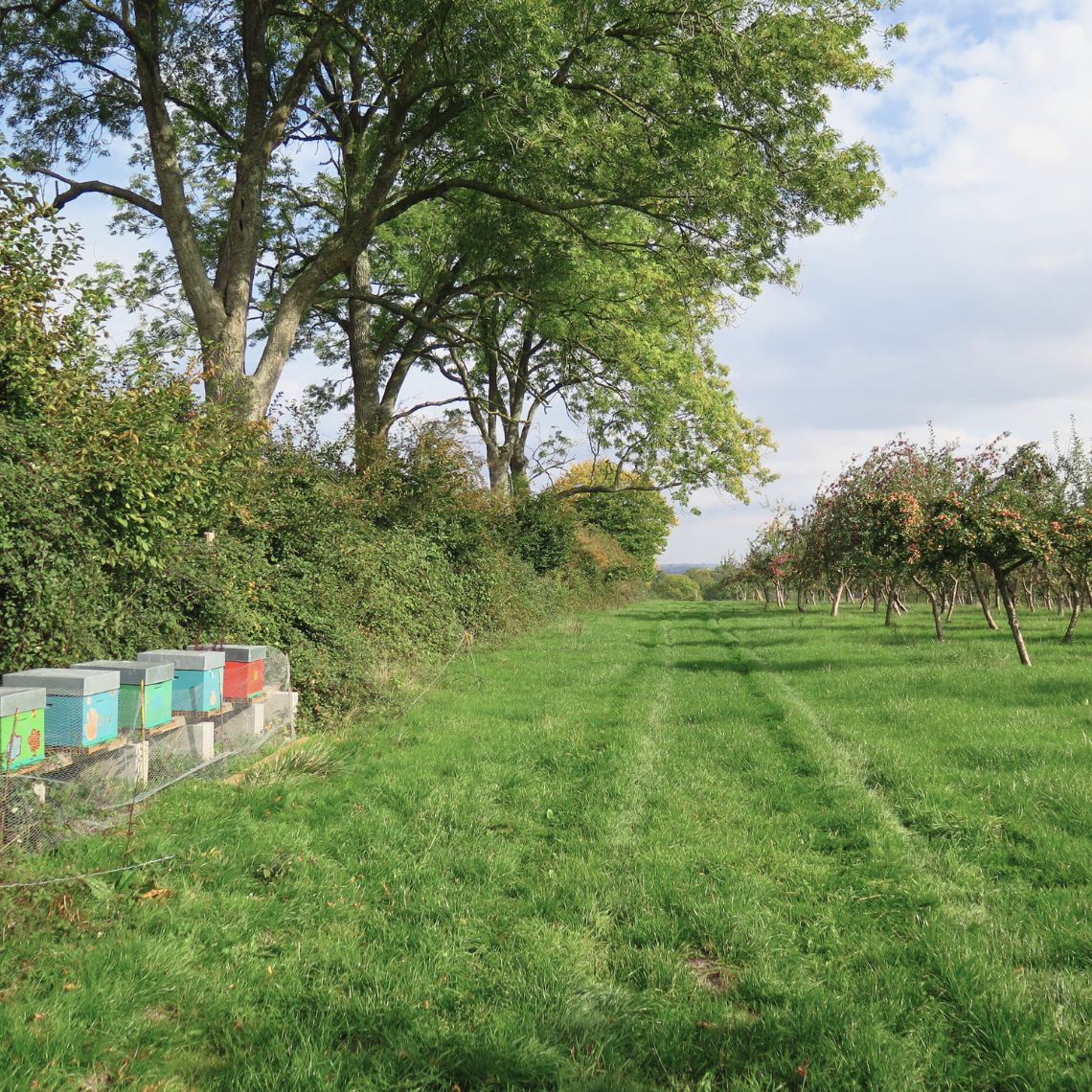 Domaine de Merval, verger, rûches haies