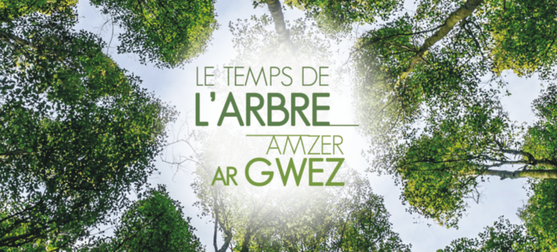 Affiche Festival Le temps de l'arbre à Quimper