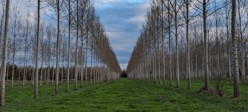 Alignements de peupliers agroforestiers