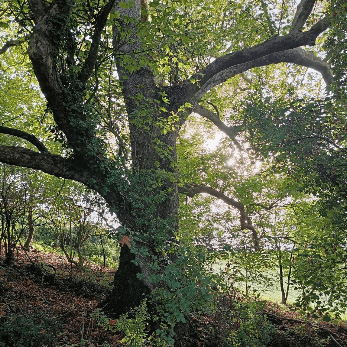 Arbre remarquable Normandie