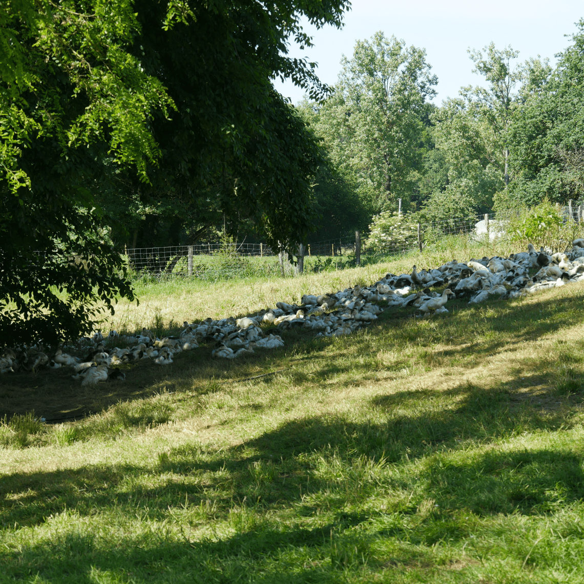 Canards Ferme de la Patte d'Oie