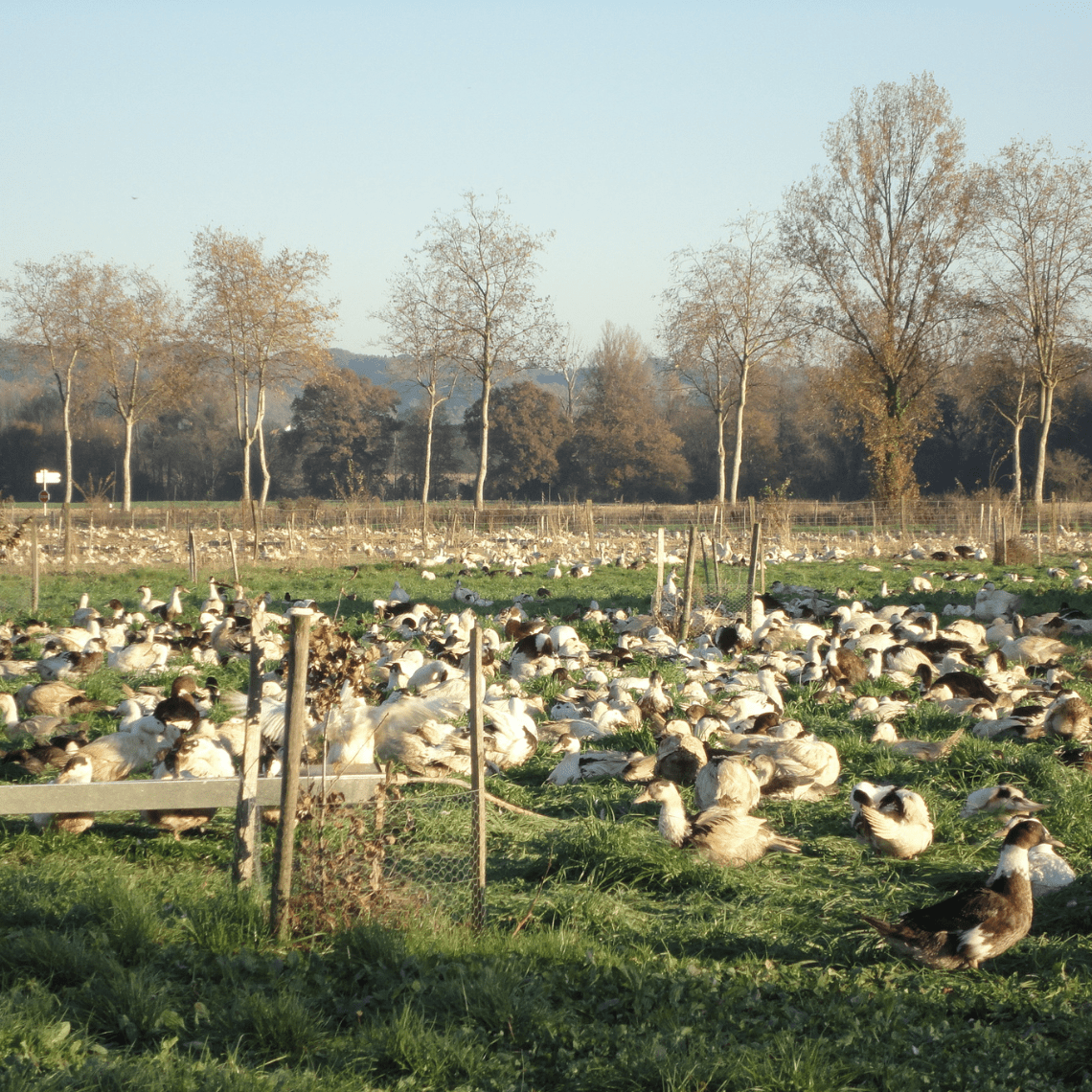 Canards Ferme de la Patte d'Oie