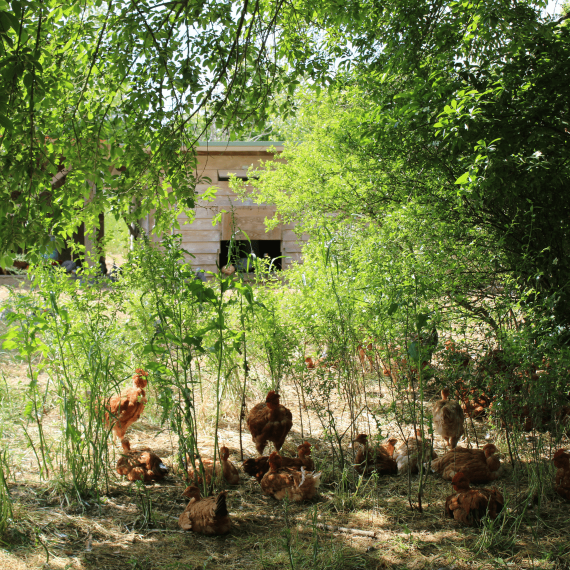 Poules en parcours volailles agroforestier