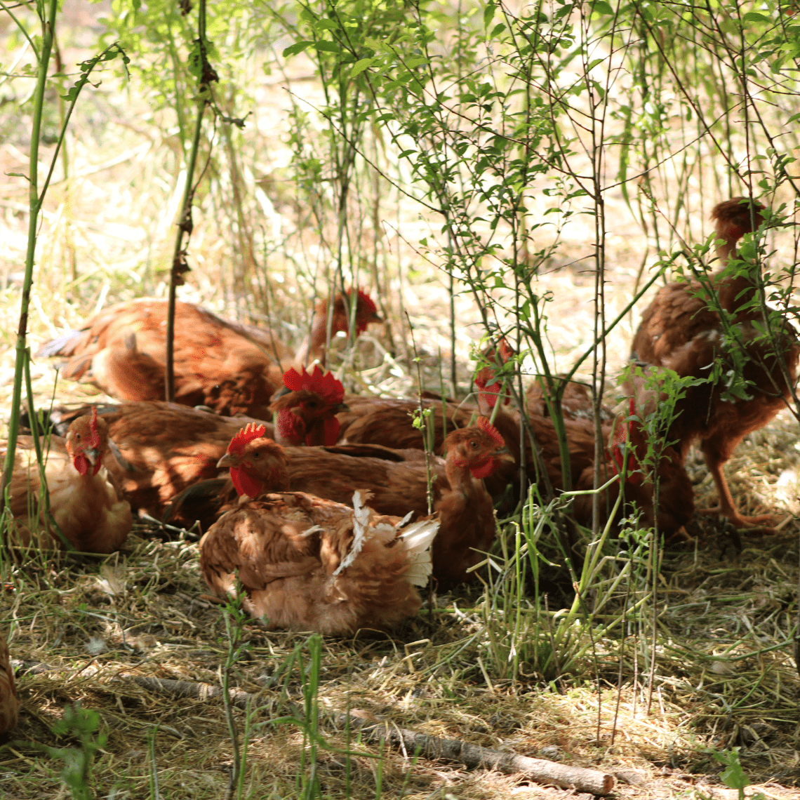 Poules sous arbres
