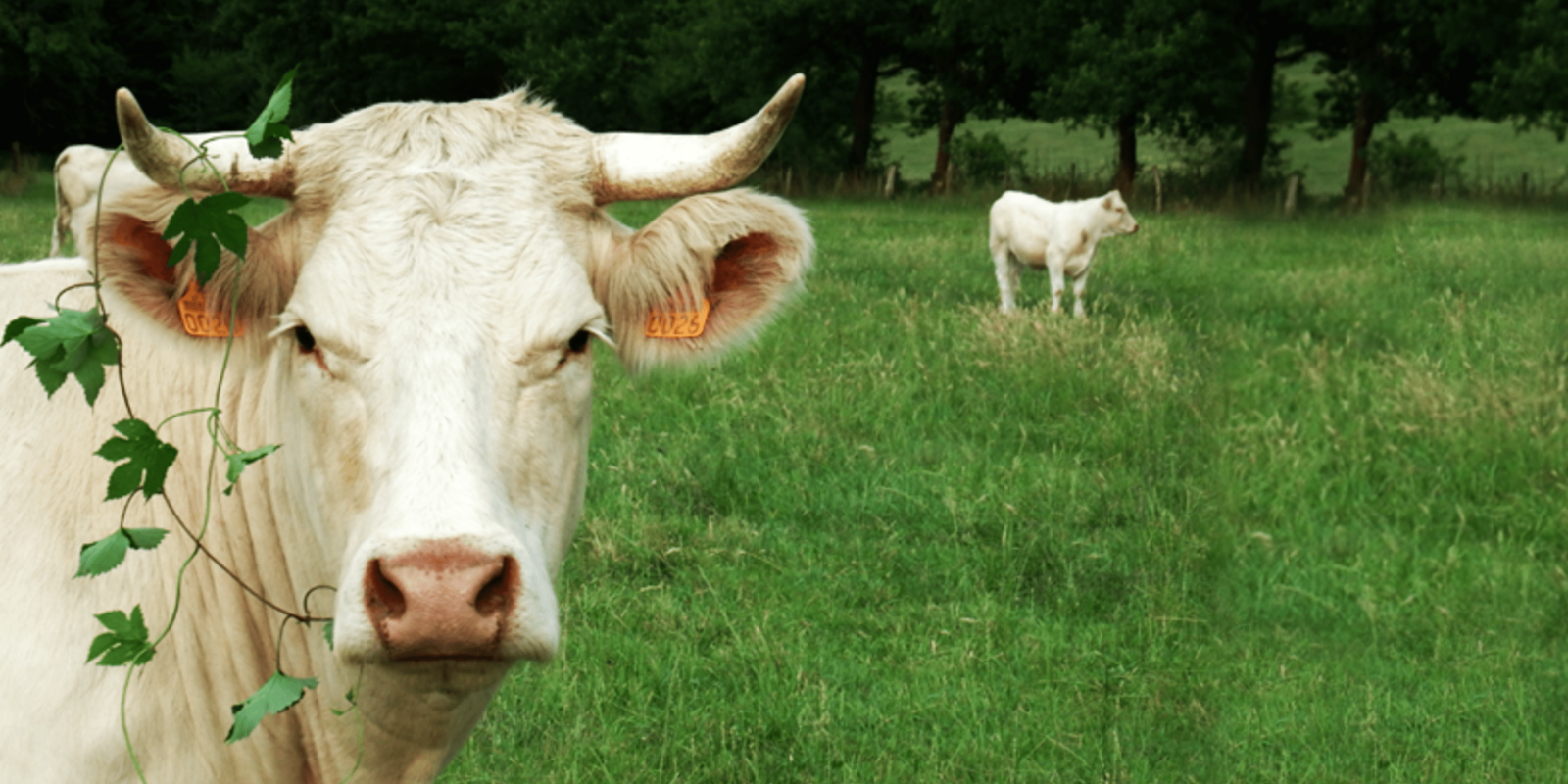 Vache de la Ferme Hoeffel