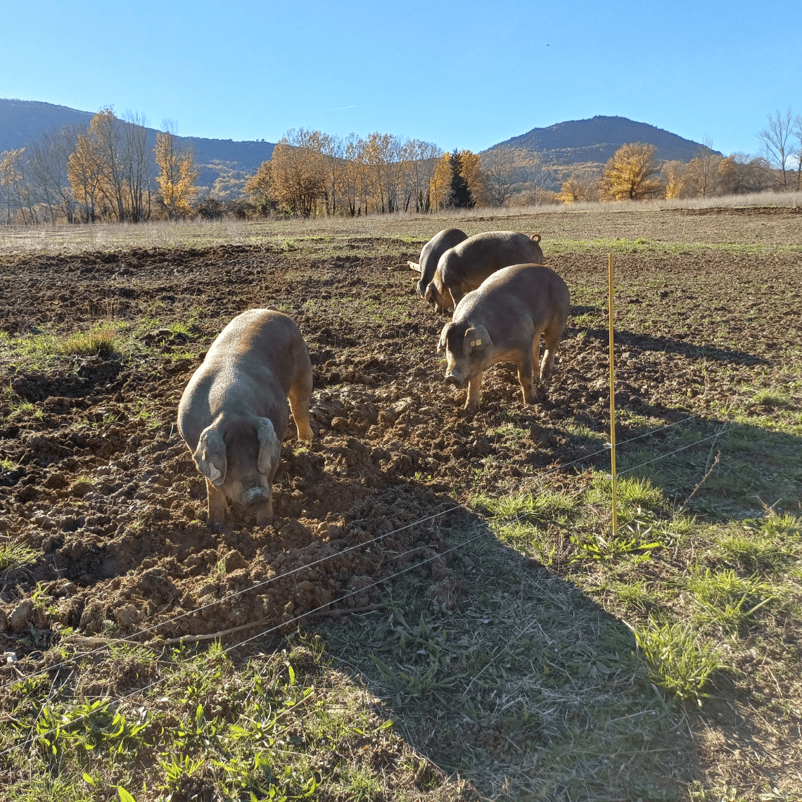 Elevage de porcs noirs au Domaine de la Modeste