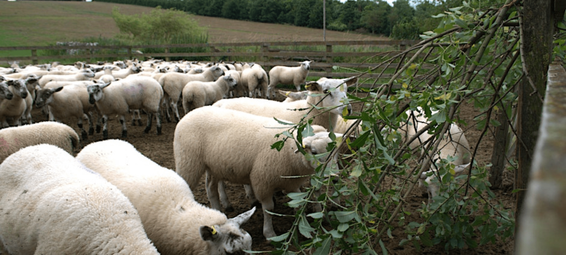 Alimentation agneaux avec saule