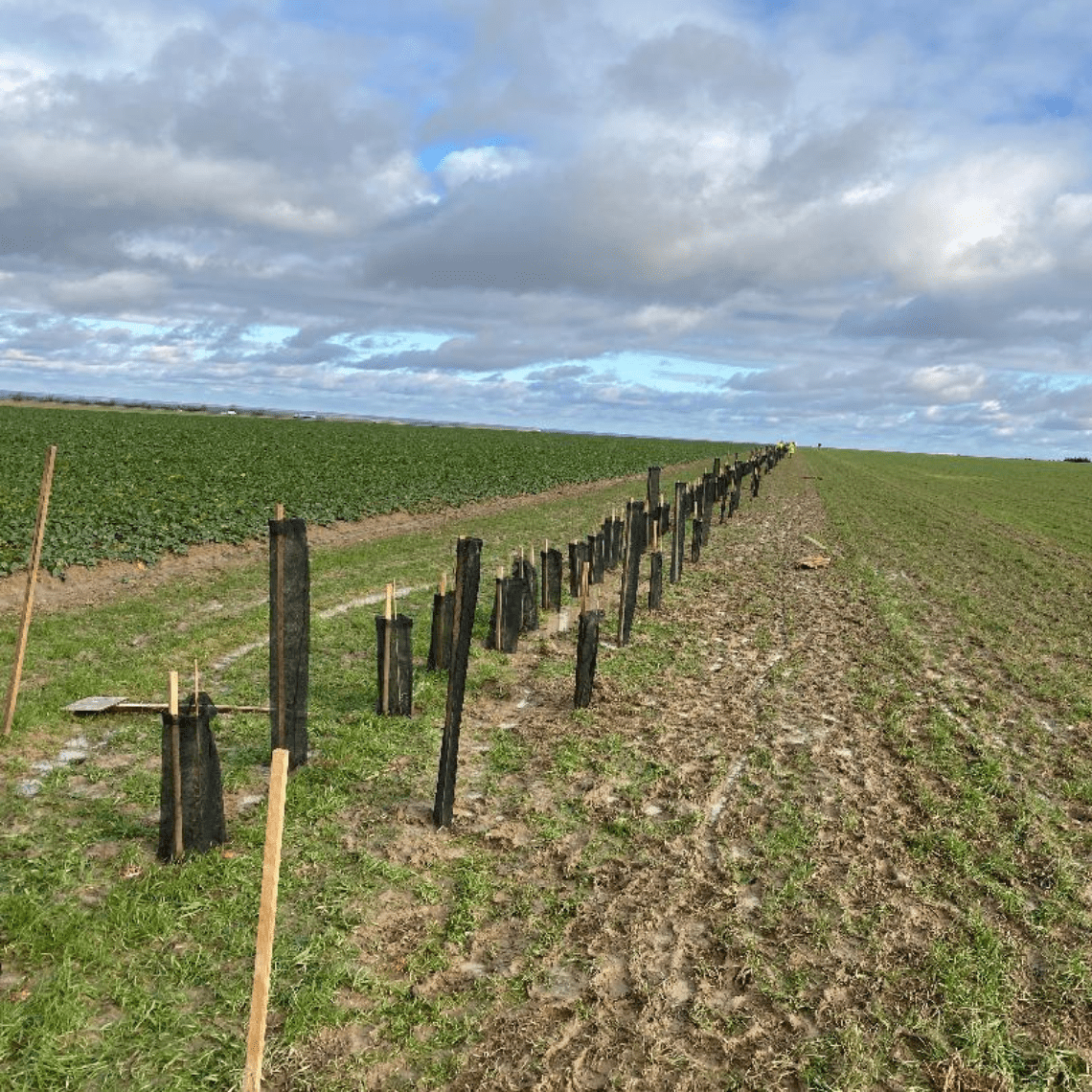 Plantation chez Amandine en Eure-et-Loir