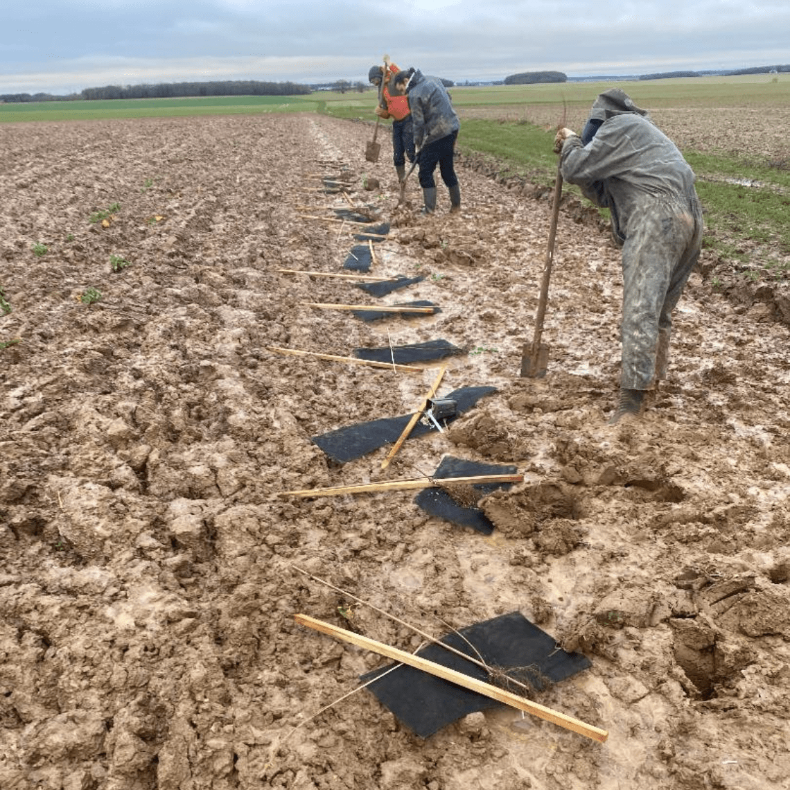 Plantation chez Florian en Eure-et-Loir