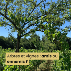 Arbres et vignes