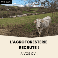 Offres d'emploi agroforesterie