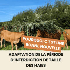 Actu haie
