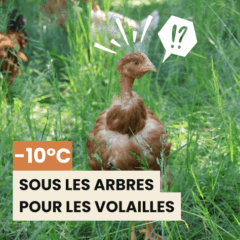-10 °C sous les arbres pour les volailles