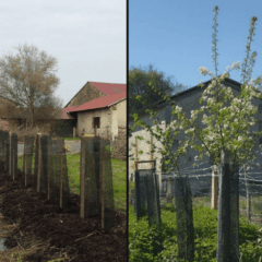Avant/Après Ferme de la Chouette Isop