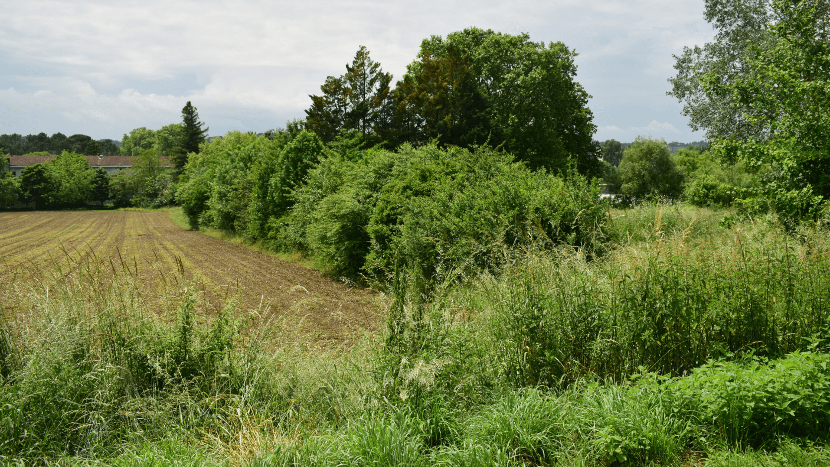 Haie en bordure de parcelle