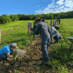 Plantation chez Valentin
