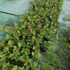 Plants
